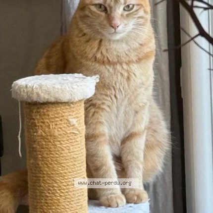 Photo of a cat found in Bordeaux