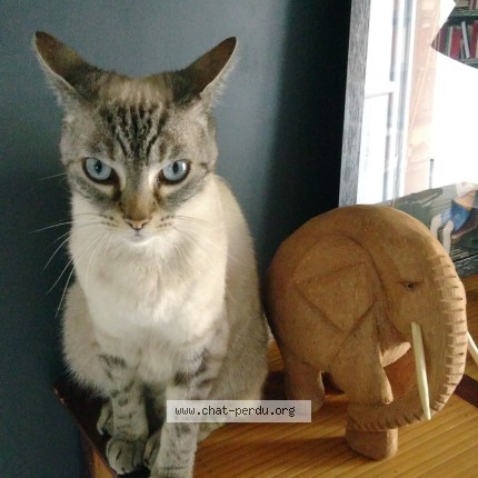 Photo 1/1 shiva Cat lost in Thouare Sur Loire