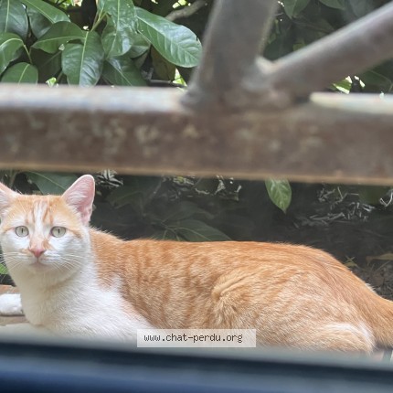 Picture of cat found at Septfonds