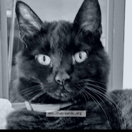 Photo 1/1 N&eacute;nette Cat lost in Camiers Sainte Cecile