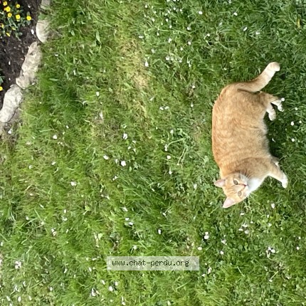 Foto 1/1 Gefundene Katze Gefunden in Les Granges De Dompierre Vaud
