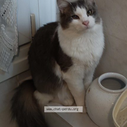 Picture of cat lost at Meneac