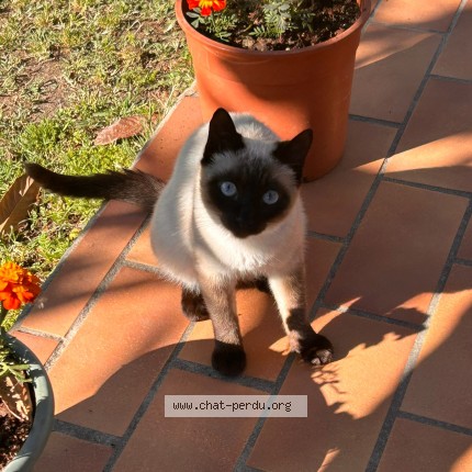 Photo 1/1 PICHI Cat lost in Carpentras
