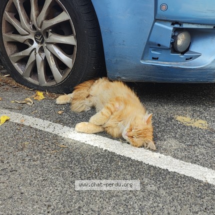 Photo 1/1 Found cat Found in Montpellier