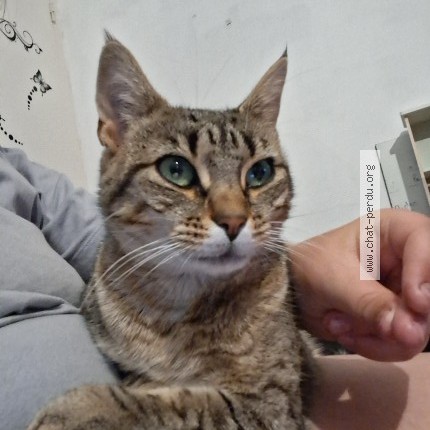 Picture of cat lost at Le Molay Littry