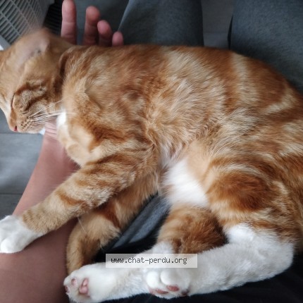 Photo of a cat found in Saint Germain Le Fouilloux