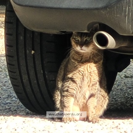 Photo 1/3 Found cat Found in Nimes