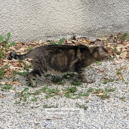 Photo 2/3 Found cat Found in Nimes