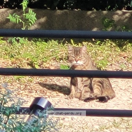 Photo 3/3 Found cat Found in Nimes