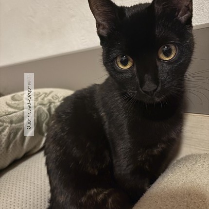 Photo 1/1 stella Cat lost in Valreas