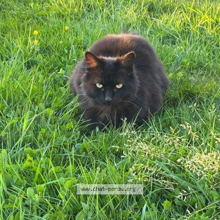 Foto 1/1 Suki Kat vermist in Dilbeek