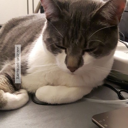 Photo 1/1 milhouze Cat lost in St Egreve