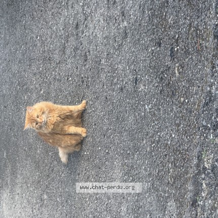 Foto einer verlorenen Katze in Riaz