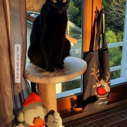 Photo 1/1 Reunited cat Lost in Les Noes Pres Troyes