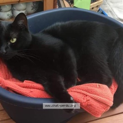 Photo of a cat found in 1090