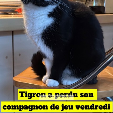 Photo 1/1 Onyx Cat lost in Paris