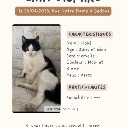 Photo 1/1 hoki Cat lost in Bedous