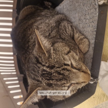Photo 1/1 Found cat Found in Erdeven