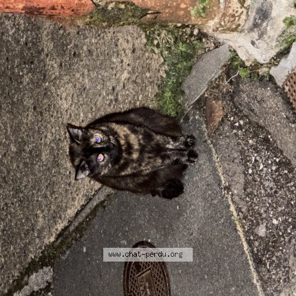 Photo 1/1 Found cat Found in Bordeaux