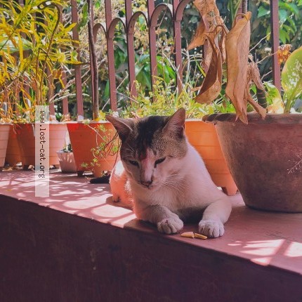 Photo 1/1 Meow Cat lost in Boinchi