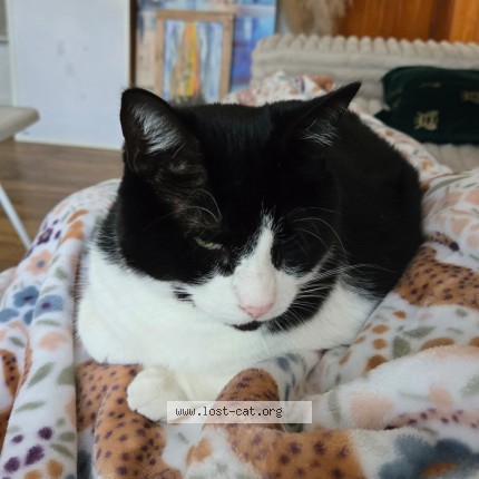 Photo 2/2 Arya Cat lost in Laval