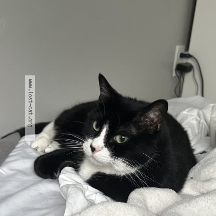 Photo 1/1 Susu Cat lost in Lehi