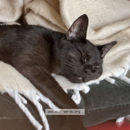 Foto van vermiste kat in Isieres