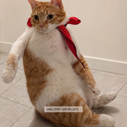 Picture of cat lost at Montpellier