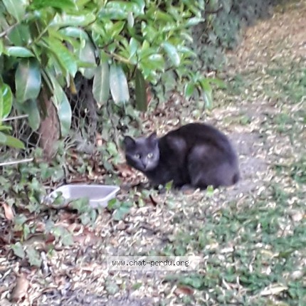 Photo 1/1 Found cat Found in Coulommiers