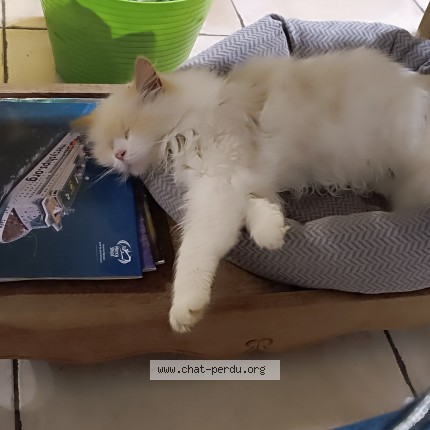 Foto van vermiste kat in Perwez