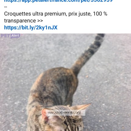 Photo 1/1 yoga Cat lost in Villebon Sur Yvette