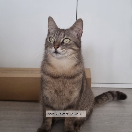 Photo 1/1 Naya Cat lost in Fosses