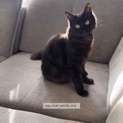 Foto van vermiste kat in Souvret