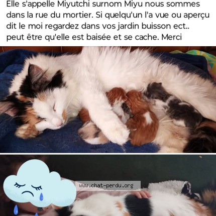 Photo 1/1 Miyutchi Cat lost in Saint Gereon