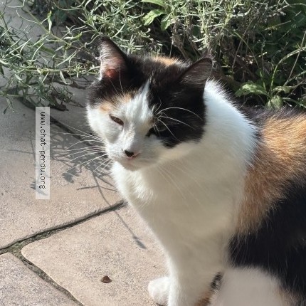 Photo 1/1 Reunited cat Lost in Divonne Les Bains