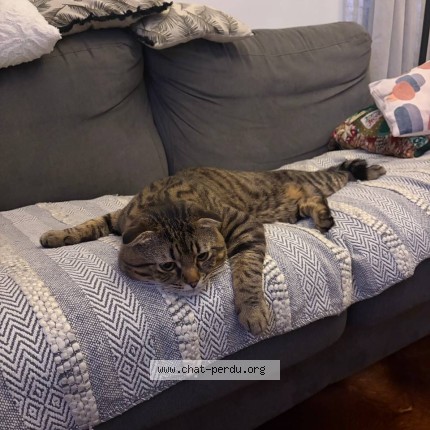 Photo 1/1 Villi Cat lost in Tassin La Demi Lune