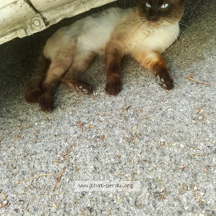 Photo 1/1 Found cat Found in Avignon