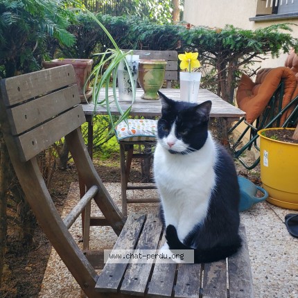 Photo 1/1 yaya Cat lost in Paris