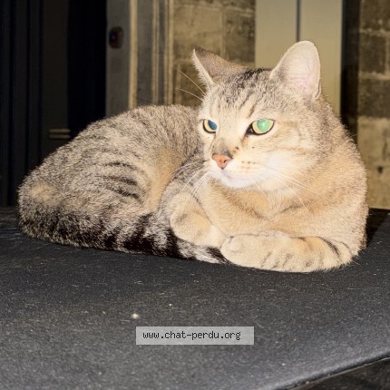 Photo 1/1 Found cat Found in Bordeaux