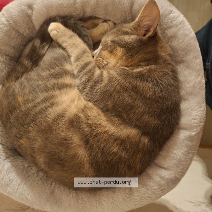 Photo 1/1 ALTESSE Cat lost in Orbec