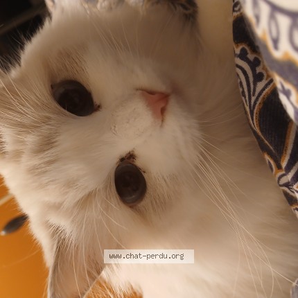 Photo 1/1 lolotte Cat lost in Pontault Combault
