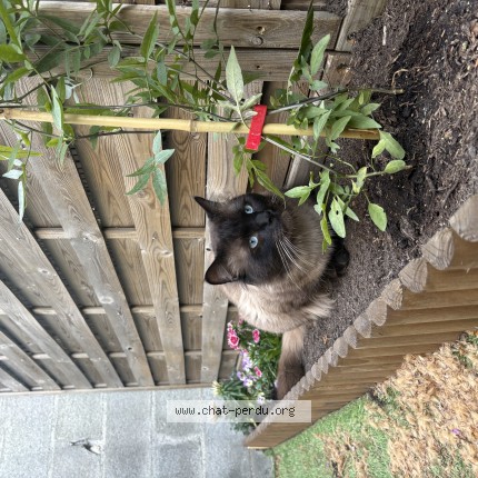 Picture of cat lost at Nebian