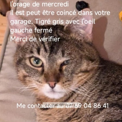 Photo 1/1 Choubidou Cat lost in Tarbes