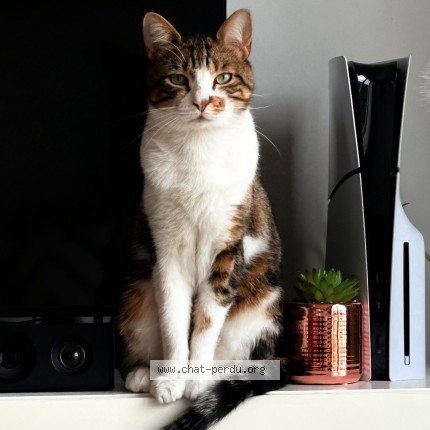Photo 1/1 whity Cat lost in Vernaison