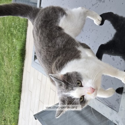 Photo 1/1 Found cat Found in Meaux