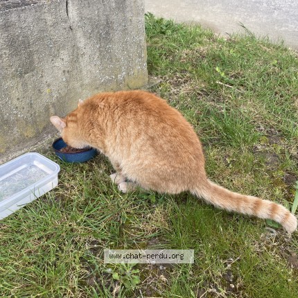 Photo 1/1 Found cat Found in Vienne