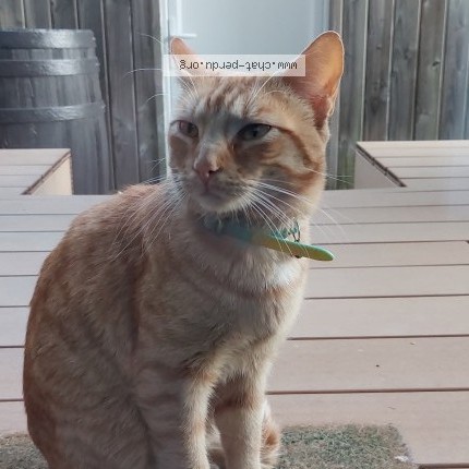 Photo 1/3 Found cat Found in Saint Nazaire