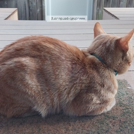 Photo 2/3 Found cat Found in Saint Nazaire