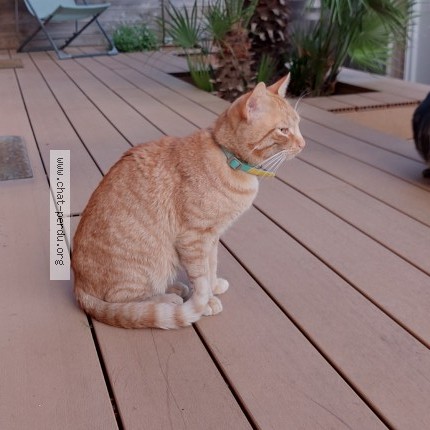 Photo 3/3 Found cat Found in Saint Nazaire