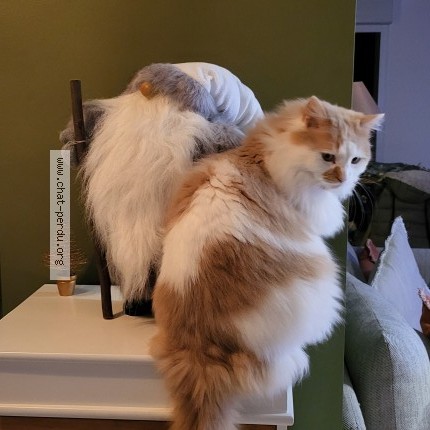 Photo of a cat found in Neuville Saint Vaast
